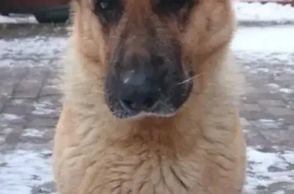 Пропала собака Ода в деревне Кобяково, Одинцовский район