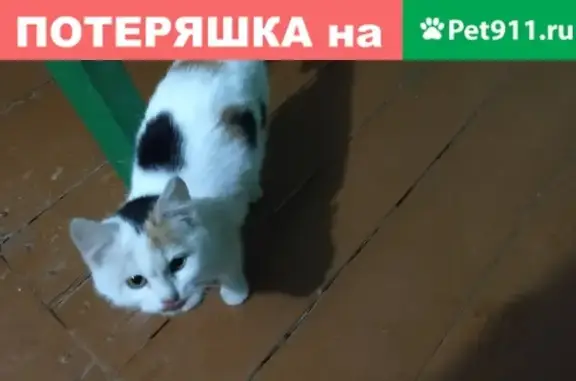 Найдена кошка на ул. Покровского 22.11.18.