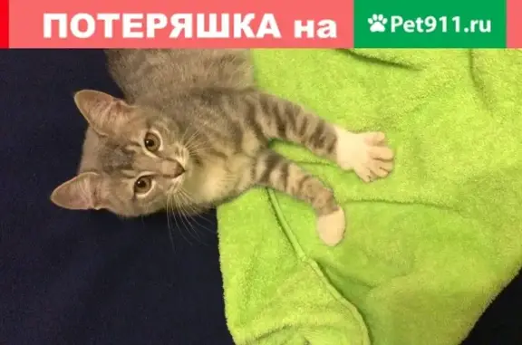 Найден котенок в Пушкино, нужны новые хозяевы