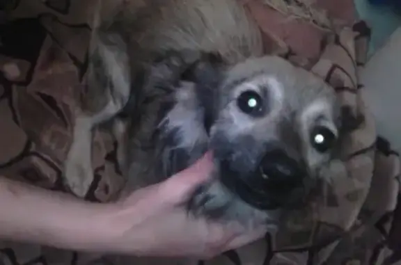 Собака найдена в Краснодаре, Славянский микрорайон