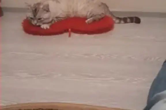 Потерянные животные Курган, фото: Пропал кот на Алексеева 16 В, вознаграждение!