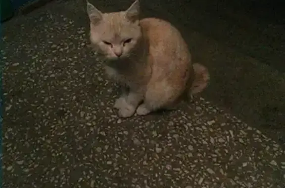 Найдена кошка в подъезде в Кургане