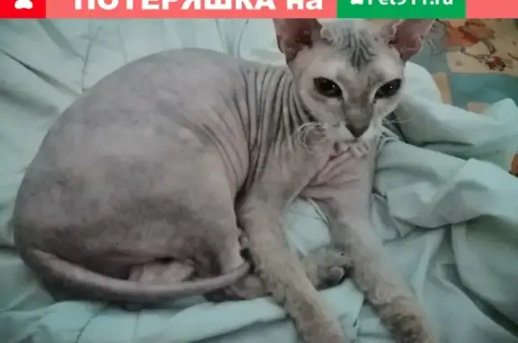 Найдена кошка в Кемерово