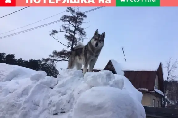 Пропала собака Буран на улице Грибной, Томск