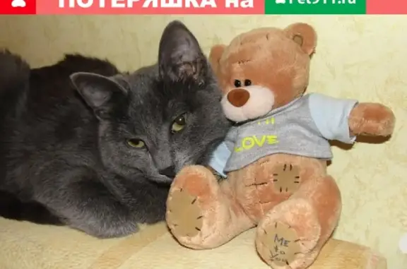 Пропала кошка на ул. Строителей, д. 14, г. Ачинск