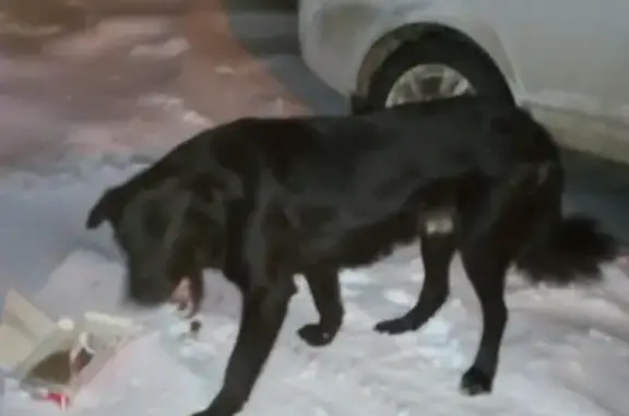 Найдена собака у школы 36 Радуга, ищем хозяина
