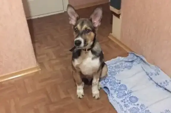 Найдена домашняя собака в Москве с ошейником!