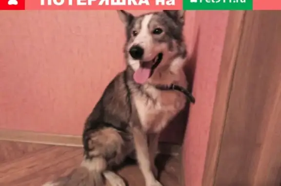 Найден пес на ул. Р.Ердякова, нужен дом!