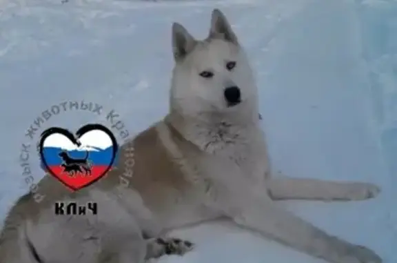 Пропала собака в Лукино, Красноярск
