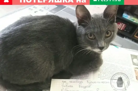 Пропал котенок серого цвета в Медногорске
