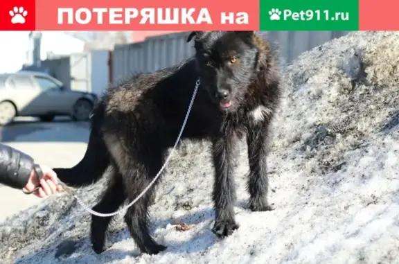 Пропала черная собака в Октябрьском районе, помогите найти!