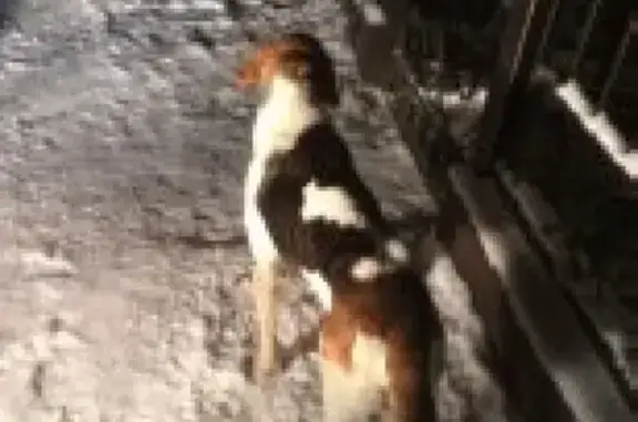 Найден пес Русской пегой гончей породы на Фряновском шоссе
