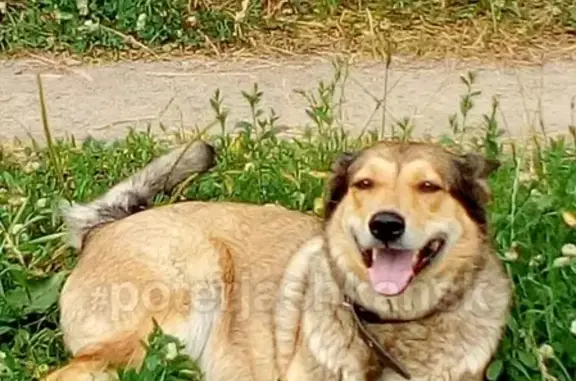Пропала собака Чара в Дзержинском районе, Новосибирск
