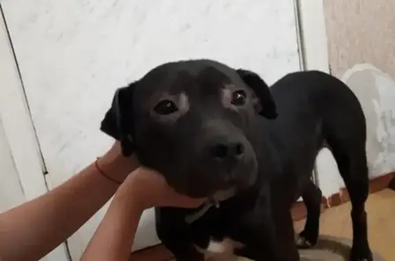 Найдена собака с ошейником в Пятигорске