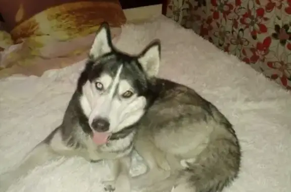 Пропала собака Белла в Кемерово, помогите найти!