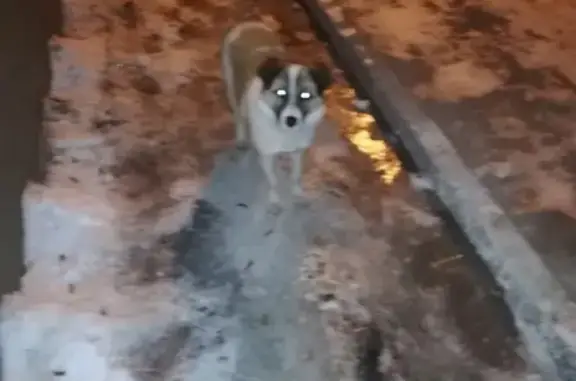 Потерянная собака на ул. 9 Мая, Тула