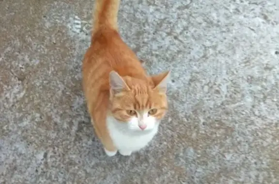 Найдена кошка на Октябрьском пр-те, ищем хозяина