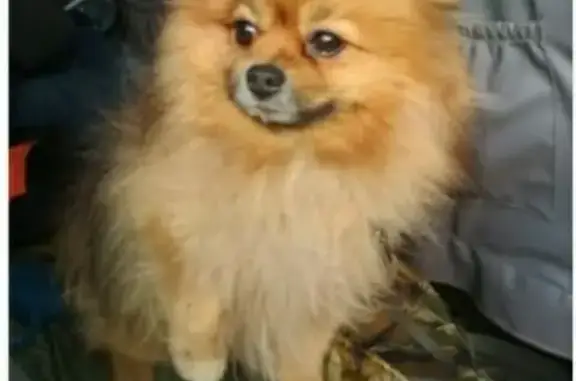 Собаки потеряшки, СНТ Смородинка, фото: Потеряшка собака Фил в СНТ Смородинка, нужно лечение