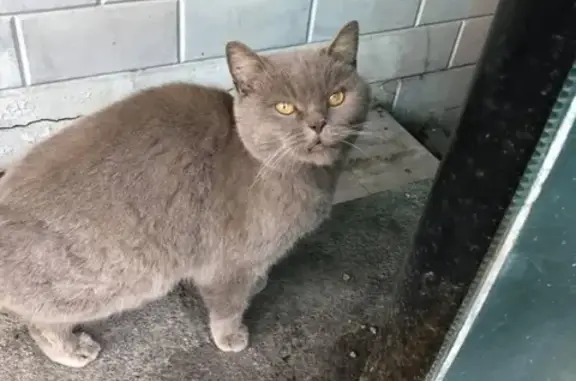 Найден потерявшийся кот в Пятигорске