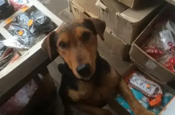 Найдена собака в Лисках без ошейника