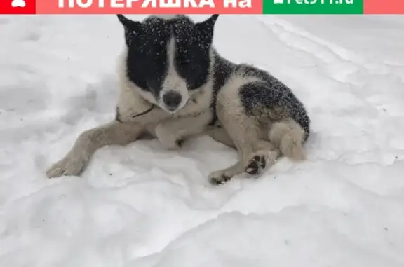 Найдена черно-белая собака возле горсовета