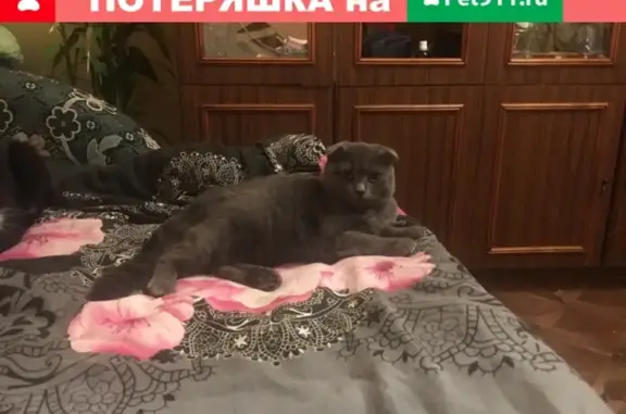 Пропала кошка Юша в Рыбинске