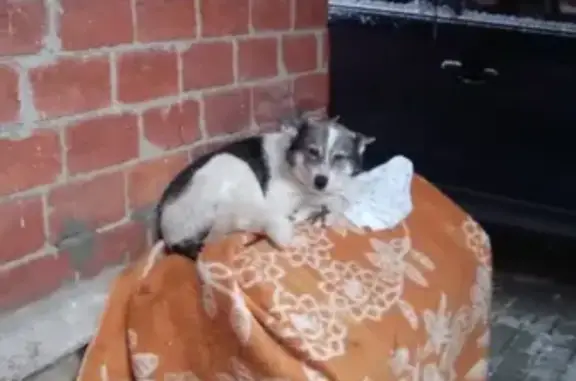 Пропала собака Туман, ул. Партизанская, Курганинск.