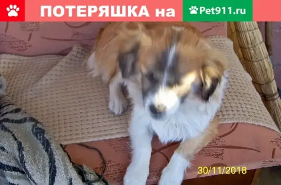 Найдена маленькая собачка в посёлке Новосадовый, Белгородская область
