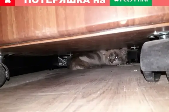 Найдена дикая трехцветная кошка в Ульяновске