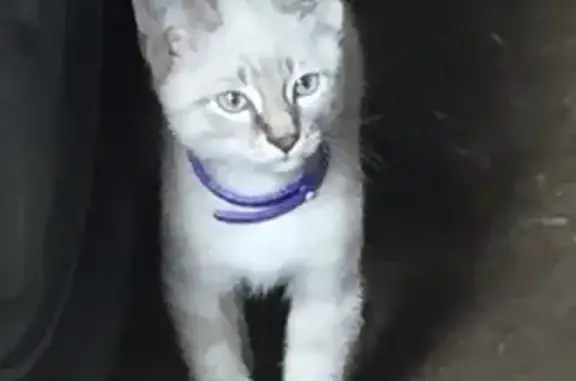 Пропала кошка на улице Каширская в Астрахани