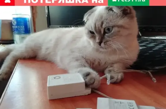 Кошки потеряшки, Мглин, фото: Потеряшка беленькая кошка в Мглине, Брянская область