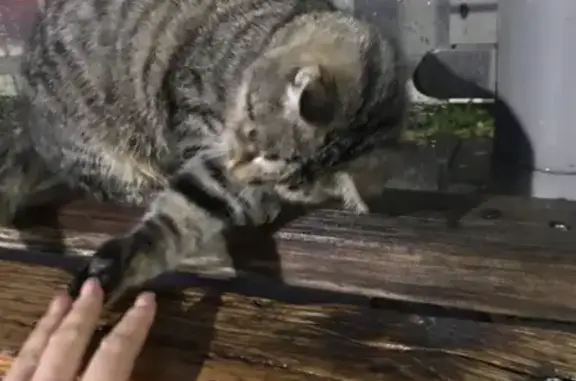 Найдена кошка в Сочи на остановке вагонного депо