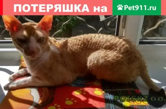 Пропал кот в Ворошиловском р-не, ул. Рабоче-Крестьянская 51
