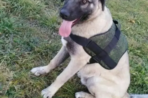 Пропала собака в Майкопе, нужна помощь