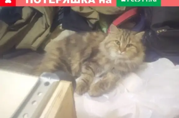Потерян кот в ПСК Хвойный ГРЭС-1, Сургут.