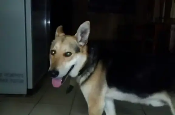 Собаки потеряшки, Чепецкое, фото: Потеряшка собака Ася в д. Прохоры, Кировская область