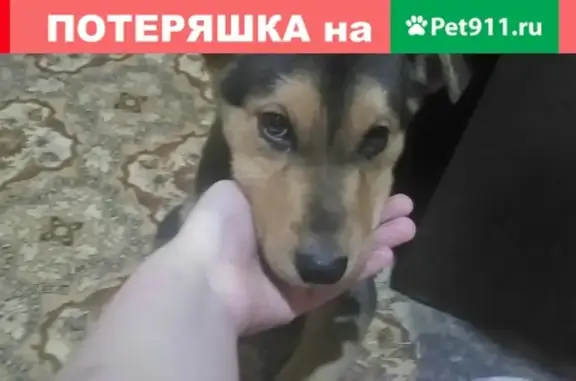 Найдена собака в Н.Новгороде, ищем хозяев!