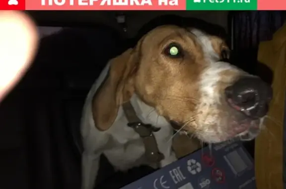 Найдена собака в Липецке, ЛО, возможно потеряшка