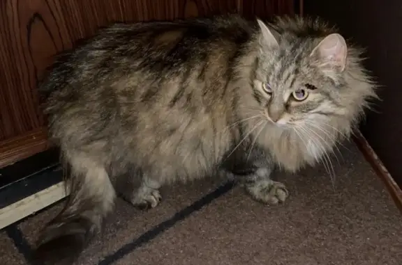 Найдена пушистая кошка в Красногвардейском районе, СПб