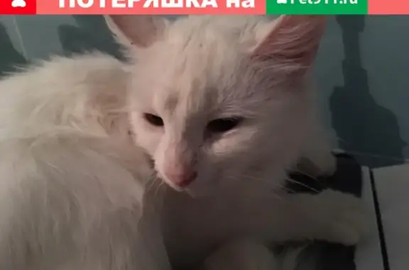 Найдена кошка в деревне Ширяево, Московская область.