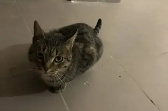Найден кот в подъезде в Сомбатхее, Йошкар-Ола