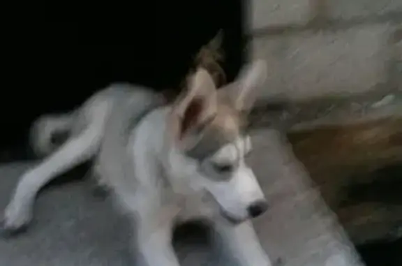 Пропала собака в Стерлитамаке на улице Сагитова