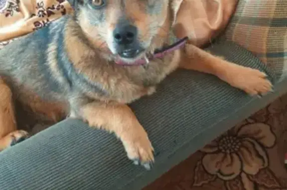 Объявления о пропавших и найденных животных, Ружино, фото: Пропала собака в Лесозаводске, село Ружино, кличка Дыня.