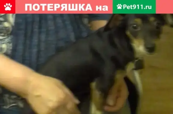 Пропала собака в Солнечногорском р-оне, МО.