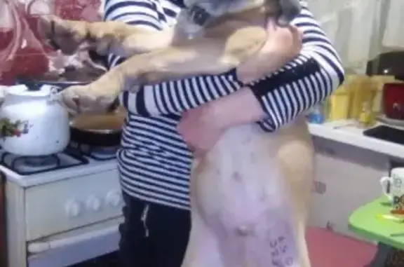 Собаки потеряшки, Иваново, фото: Потеряшка собака в Иваново, есть клеймо на животе!