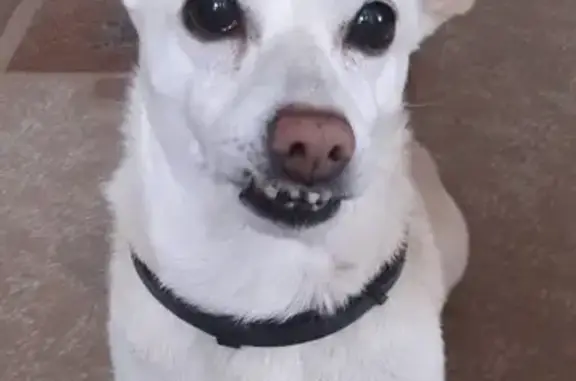 Пропала собака Фунтик в Минеральных Водах