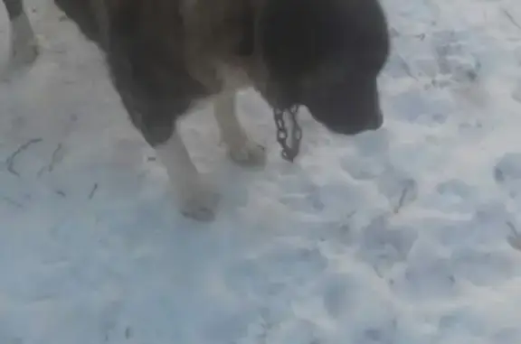 Найдена собака в д. Кибирево.