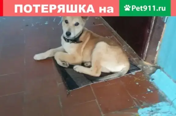 Собака найдена в Муромском (Совхозе) - ищем хозяев!
