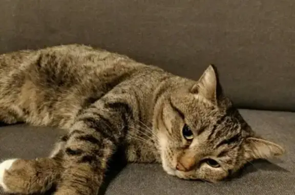 Найден домашний кот в Первоуральске