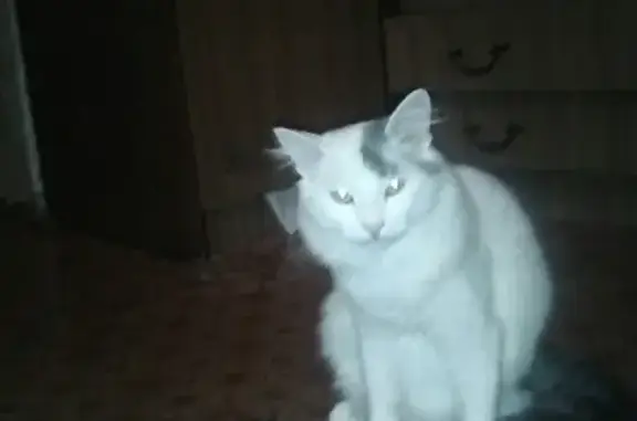 Кошки потеряшки, Малояз, фото: Потеряшка белый кот в селе Малояз, Коммунистическая 67/1